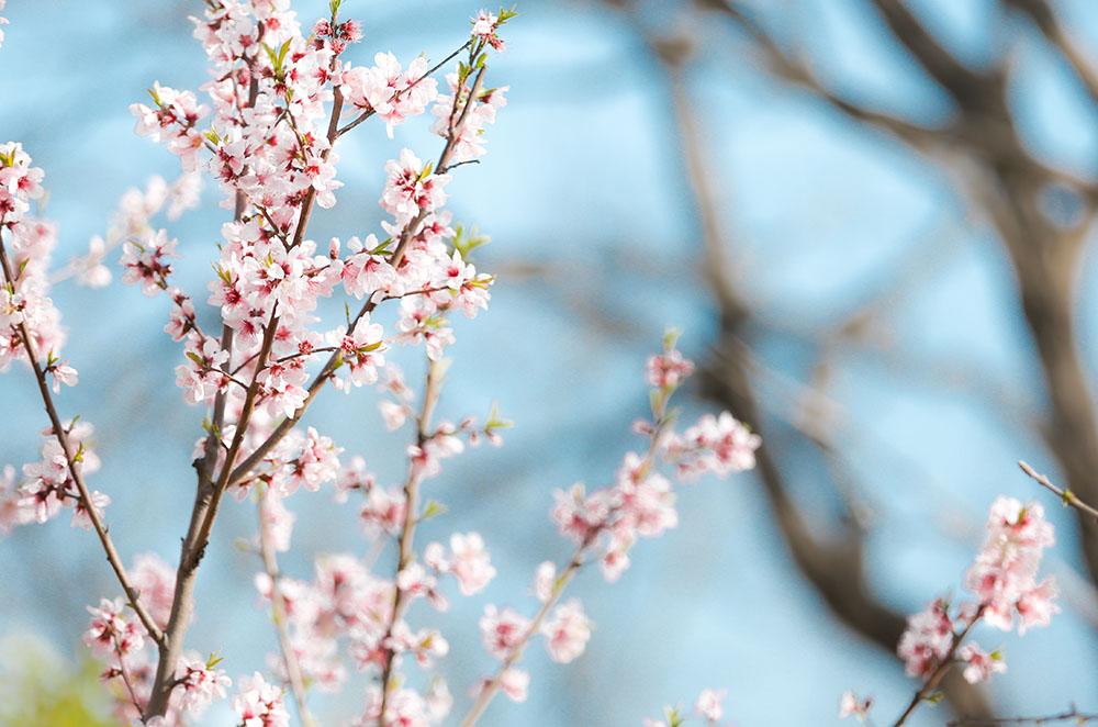 【作文高级词汇】之"春日":作文怎么描写春天?