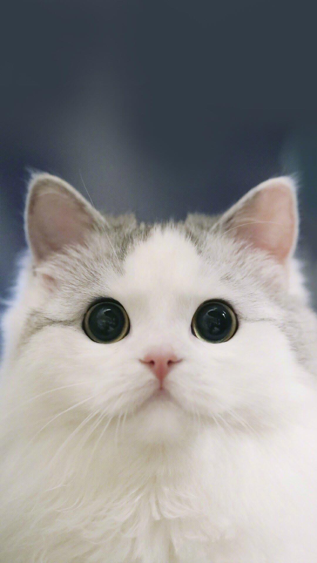 有哪些超级治愈的猫咪壁纸
