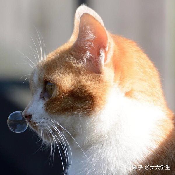 我珍藏已久的鼻涕泡情头!
