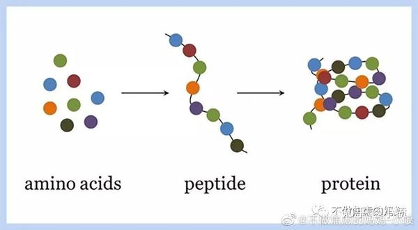 图示从左至右分别是:氨基酸→肽→蛋白质(记住这图,后面讲配方粉有用)