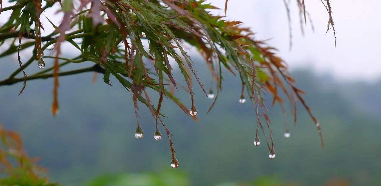 烟波茶馆春雨夏雨秋雨冬雨都是有感情的