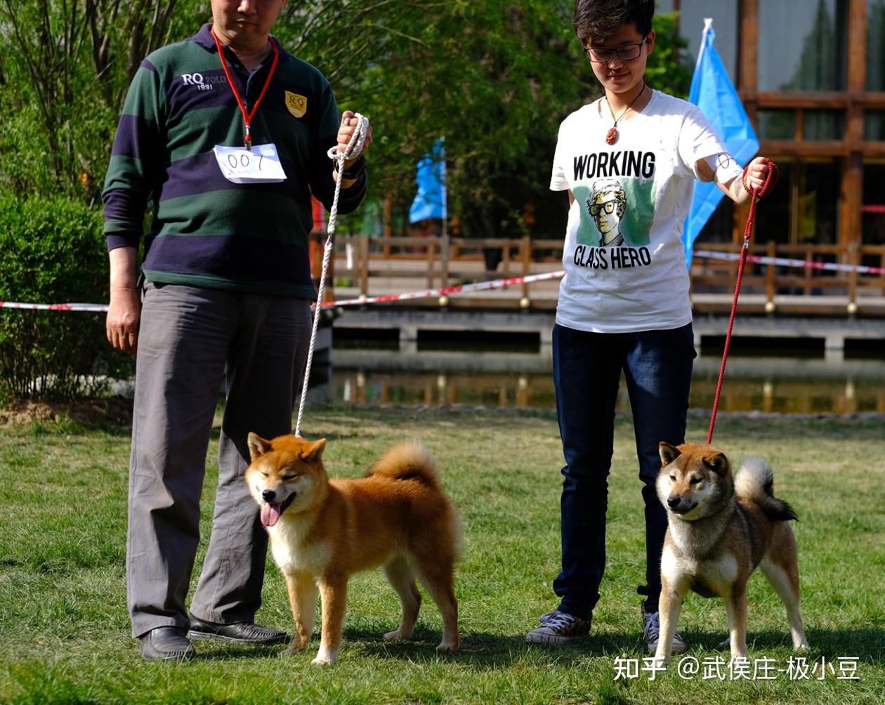 这个是不是胡麻色柴犬