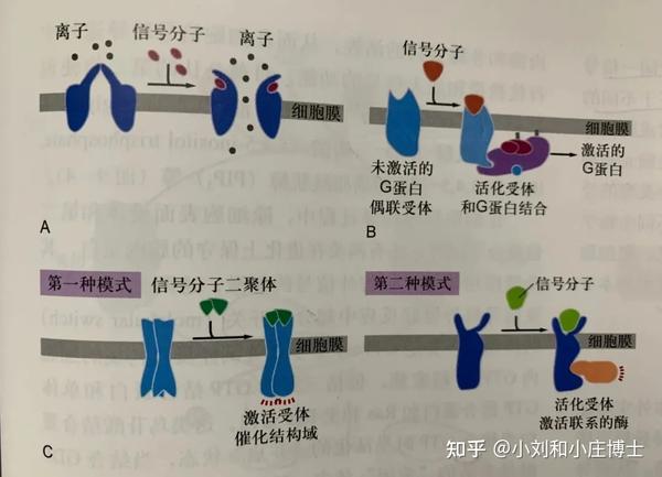 位于细胞质膜上的受体称为表面受体,主要有三种类型:离子通道偶联受体