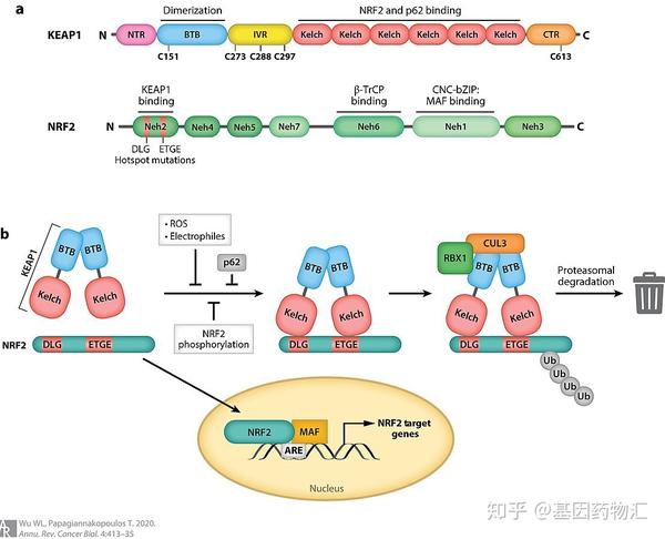 keap1/nrf2示意图(来源:wiki)