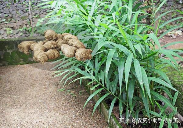 大姜姜瘟病怎么防治,种植大姜有哪些病害需要注意,大姜姜瘟病的危害