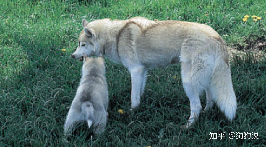 狗语入门指南浅谈学习狗语对人犬共同生活的意义