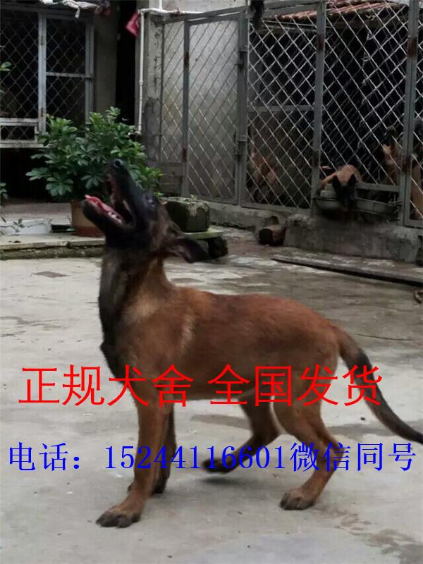 双血统马犬价格2021纯种马犬售价行情