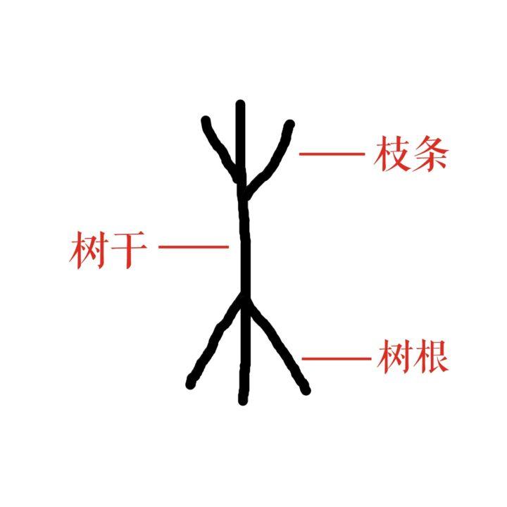 一,"木"的本义          木,从甲骨文来看,算是一个典型的象形字