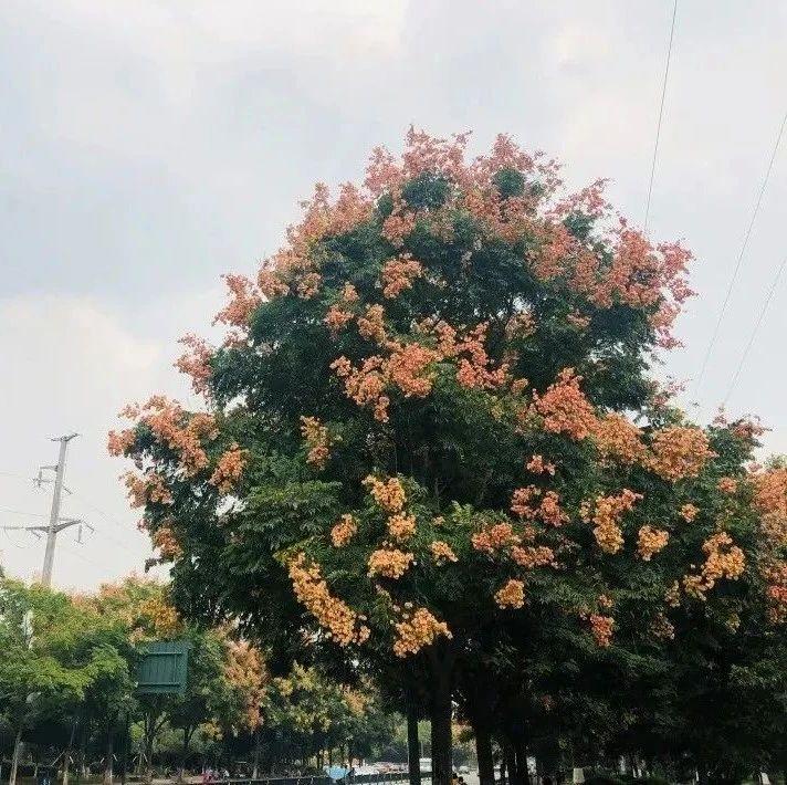 成都街头,"摇钱树"开花了!