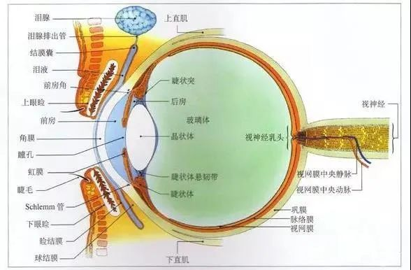 为什么说眼轴长度和近视有关?