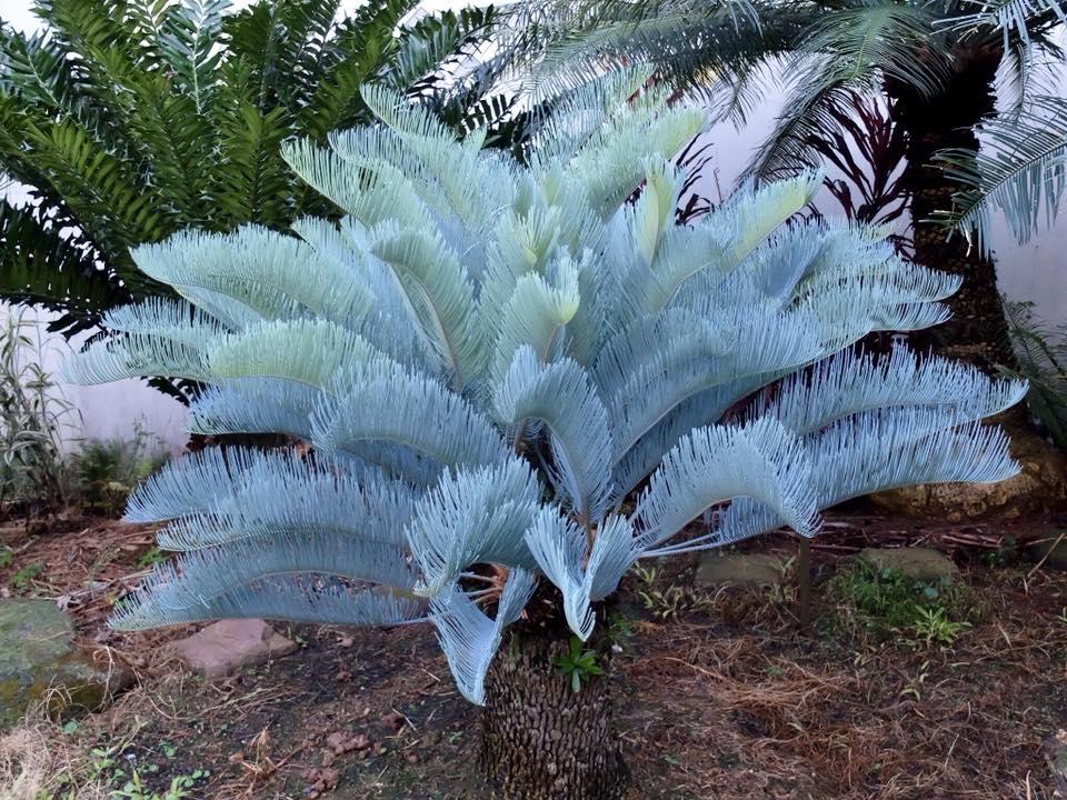 稀有苏铁播种指南之澳洲凯恩斯蓝叶苏铁cycascairnsiana
