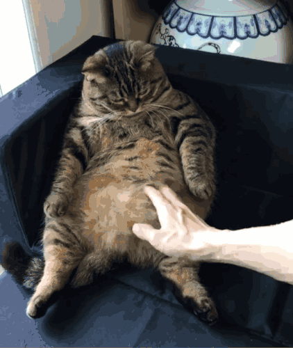 猫奴的三大特质哈哈哈哈哈哈哈哈哈哈哈哈哈 今天就来探讨一下养猫