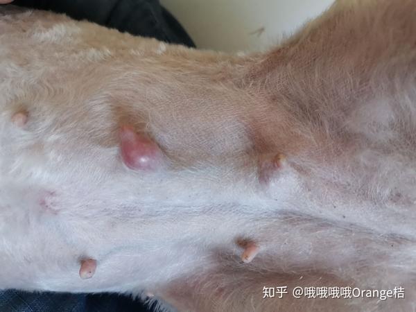 狗狗乳腺肿瘤 手术成功