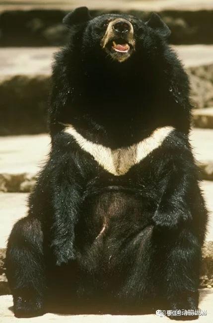 动物世界-亚洲黑熊