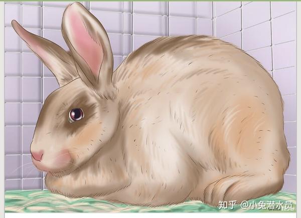兔子最有可能在春天或秋天的温和天气中受孕,尽管如此,兔子在一年中