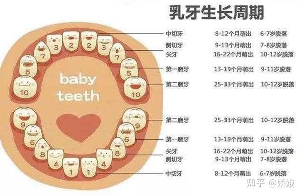 乳牙名称和生长周期图