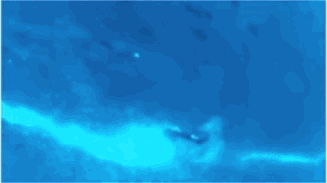 潜水安全:我有个朋友,在海里遇上