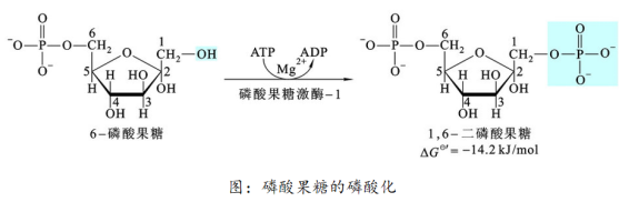 生物考研 | 生化知识点53:糖酵解反应3:磷酸果糖的磷酸化