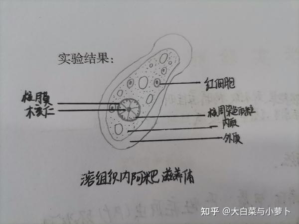 寄生虫实验手绘图