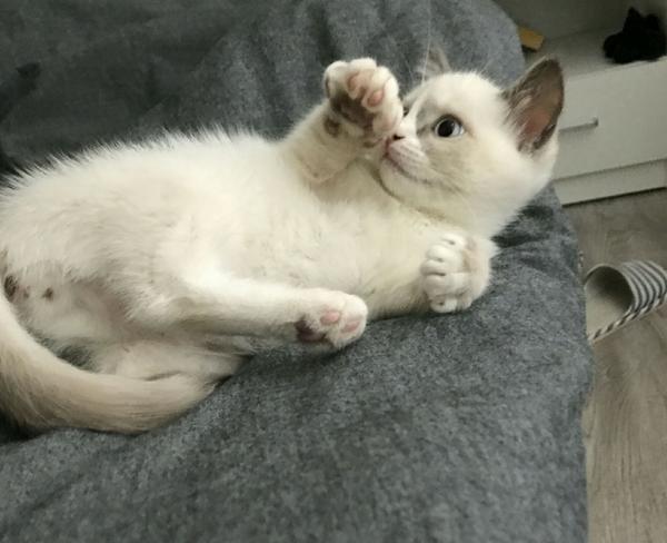 布偶猫过于黏人是怎样的体验?
