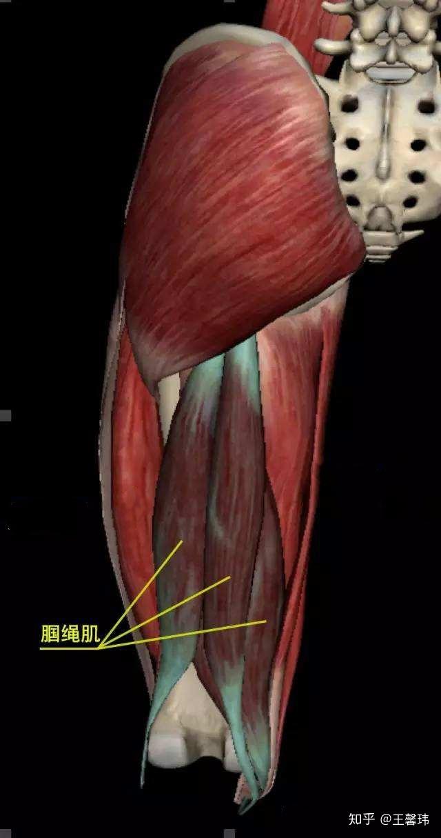 腘绳肌位于大腿后侧,由股二头肌(长,短头两部分,半腱肌,半膜肌组成