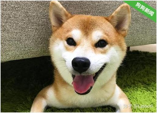 在柴犬吃饭时不要去戏弄它,它可能会翻脸的.