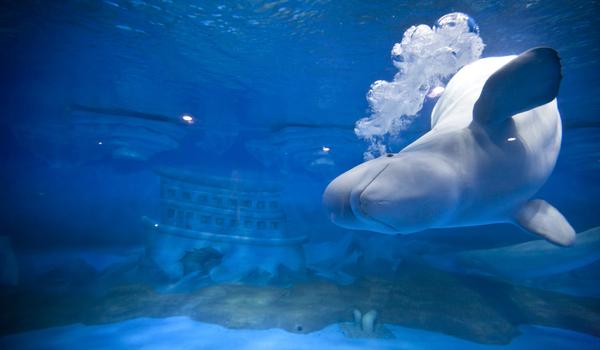 科普|上海海昌海洋公园海洋大揭秘第三弹《会说人话的—白鲸》