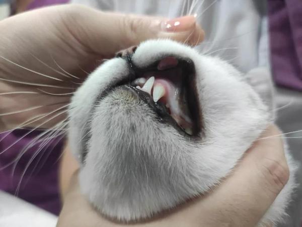猫咪口腔溃疡病因及治疗方法没那么简单铲屎官一定得知道