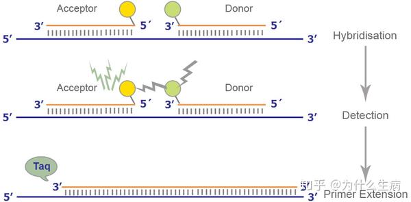 荧光定量pcr的原理1