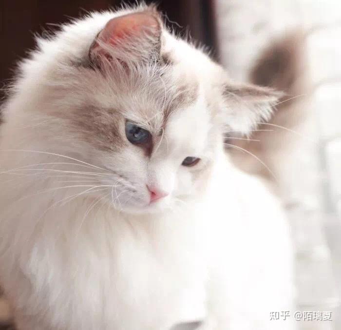 有没有类似的猫咪头像? - 知乎