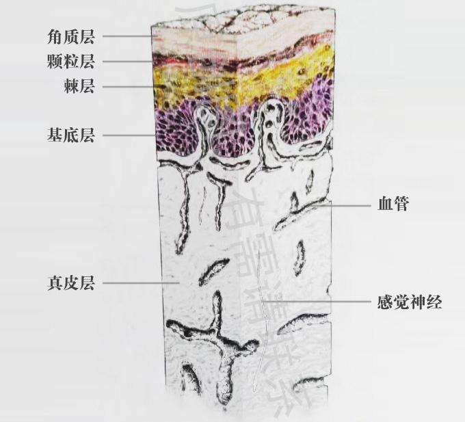 首发于1 皮肤层次 我觉得皮肤层次图真的好可爱!尤其是黄色神经丛.