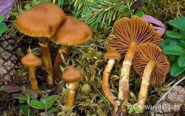 中国几百多种蘑菇,近200种有毒,10多种剧毒.你知吗?
