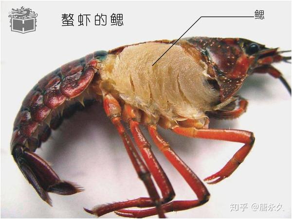 小龙虾健康高效养殖技术