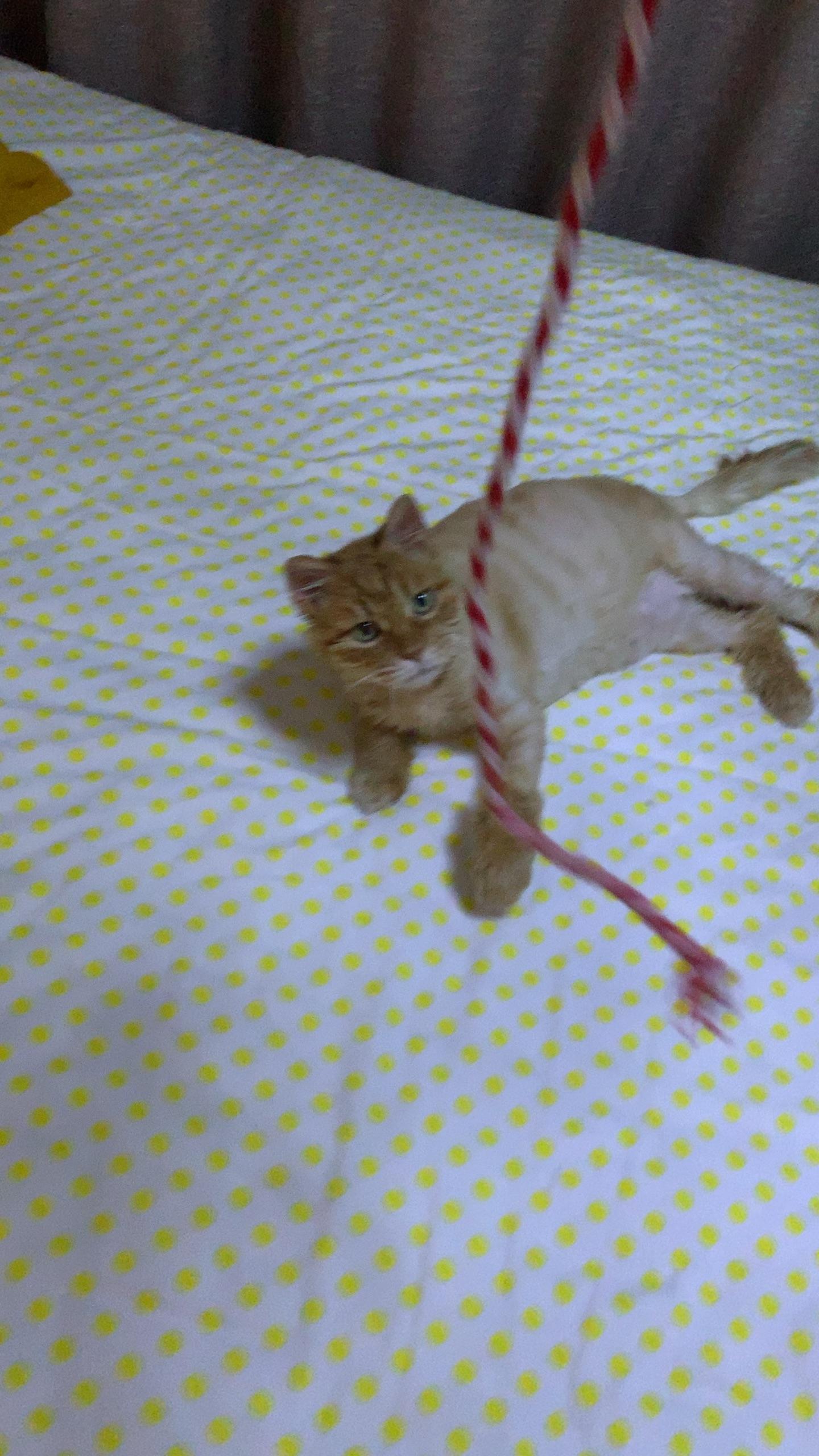 你见过最好看的橘猫长什么样?