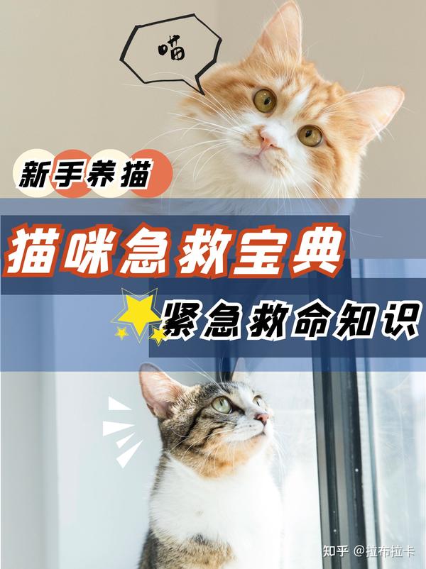 猫咪急救宝典,紧急救猫咪知识