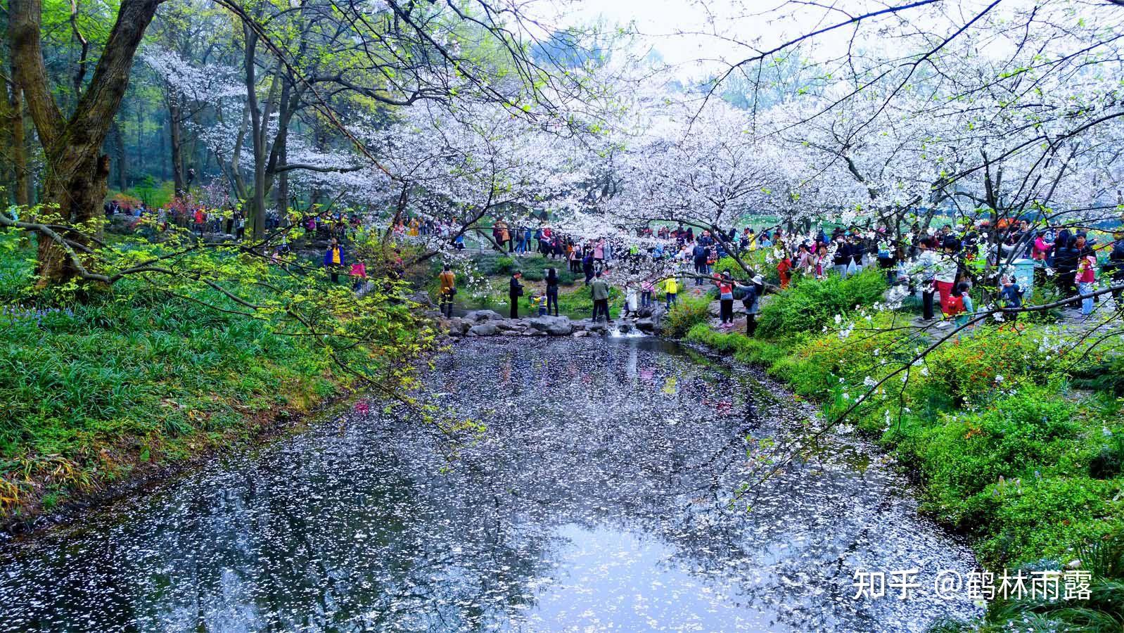 "江南赏樱花一郁金香胜地"杭州西湖太子湾公园