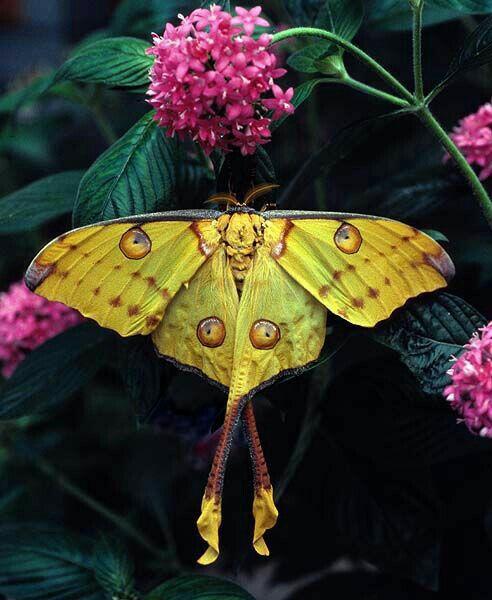 有哪些像蝴蝶一样好看的蛾子?