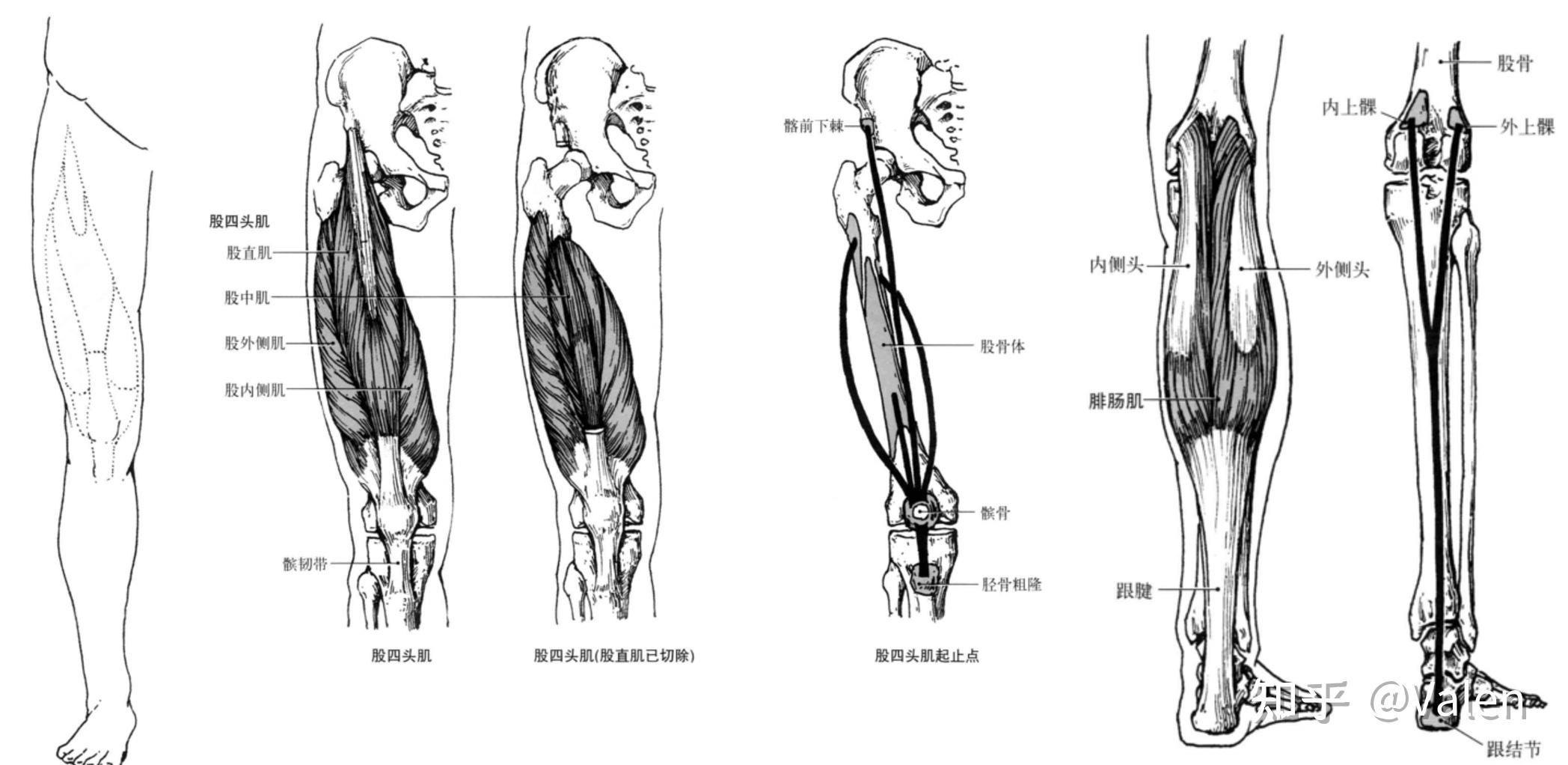 麦瑞克950划船机和野小兽r40怎么选实测详解二者区别还在纠结的进来看