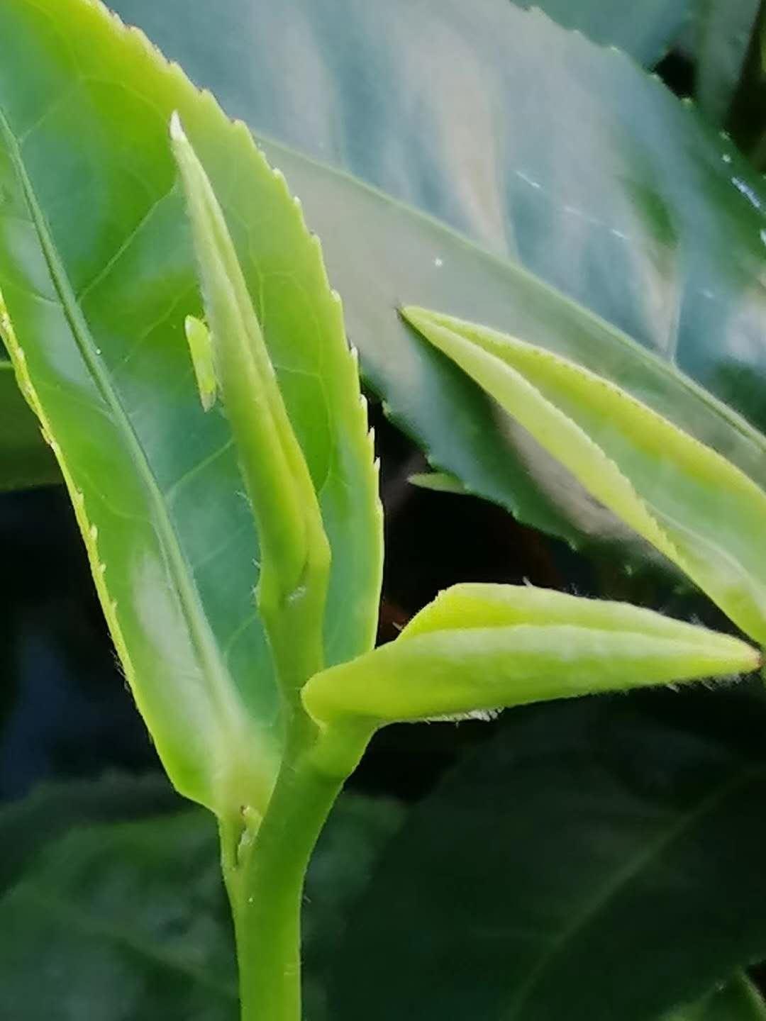 紫金蝉茶小虫叮咬过的茶