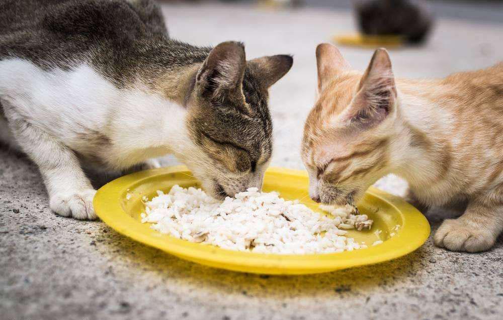 猫到底能不能吃米饭?