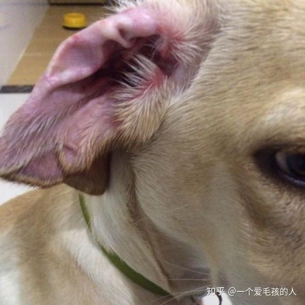 照片上看来外耳壳的确有发红的现象,可能会造成狗狗甩耳或搔抓,如有