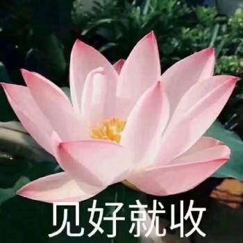 沙雕莲花表情包