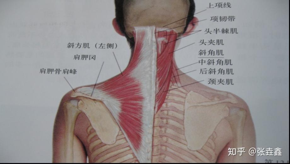 出现肌肉粘连,肌肉结节.颈椎两侧的肌肉力量出现不平衡.