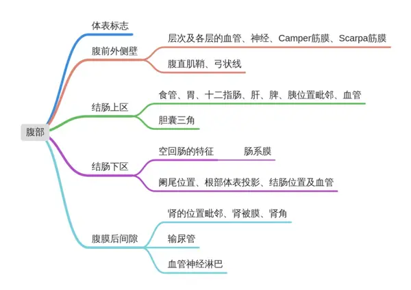 思维导图 ▲腹部体表标志 腹部分区 连接肋弓最低点,两髂结节划