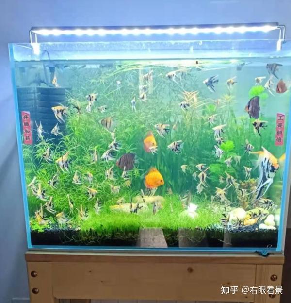 在家饲养热带鱼怎样选择鱼缸给你提供一点参考