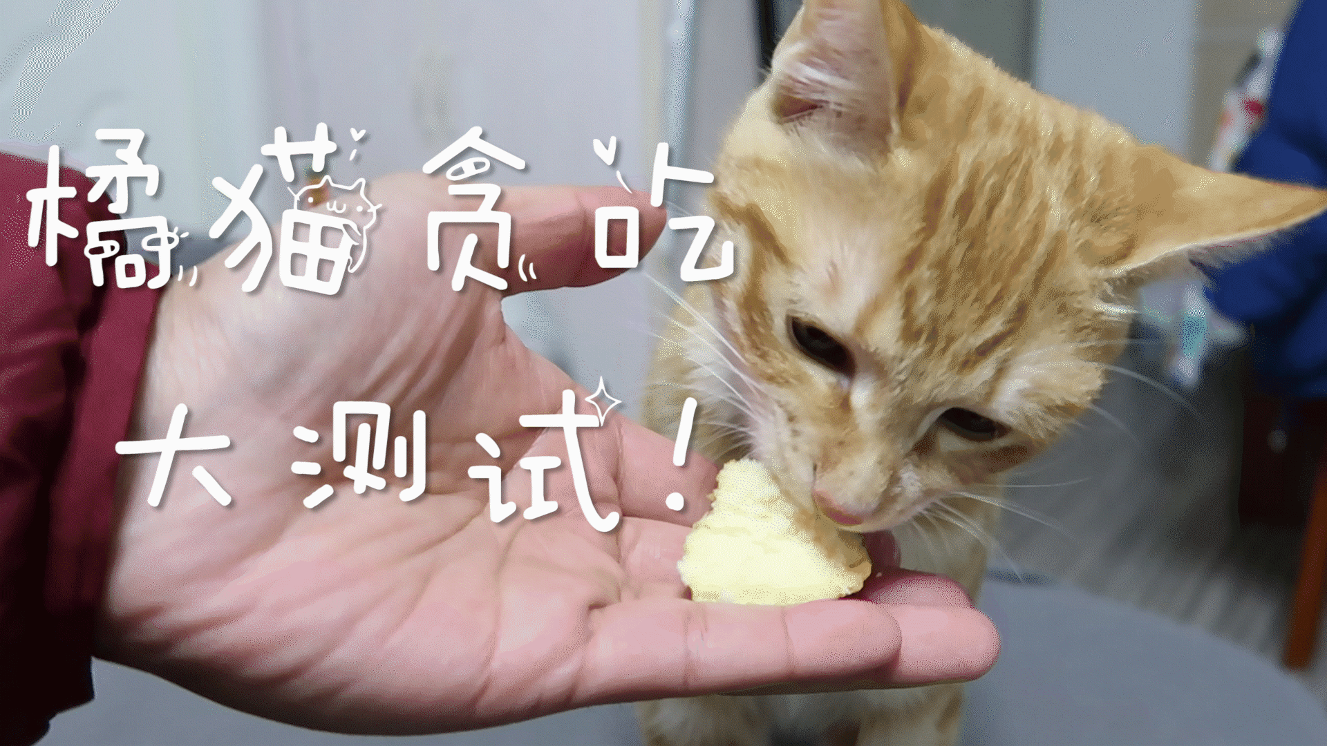 橘猫迷一般的屌丝睡姿无话可说