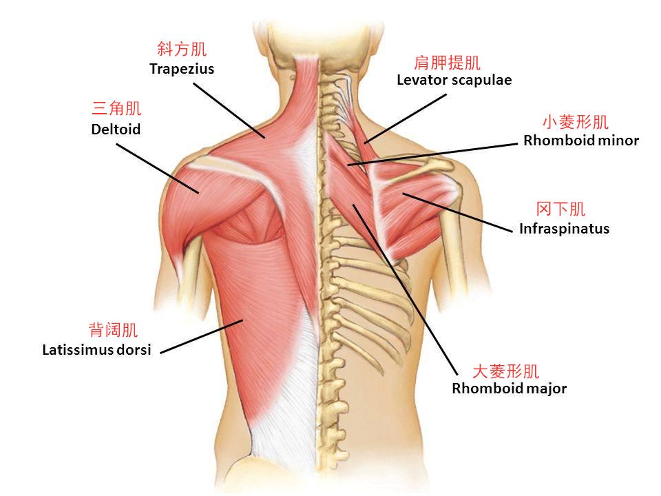 肩胛骨本身并非牢牢地黏附在肋骨上,它是一个靠肌肉拉扯才能固定的