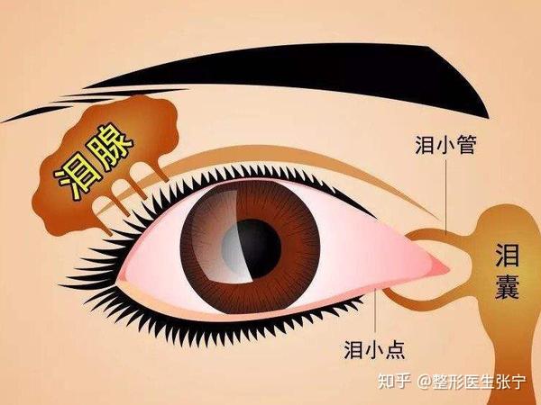 双侧泪腺脱垂是上睑下垂还是肿泡眼?