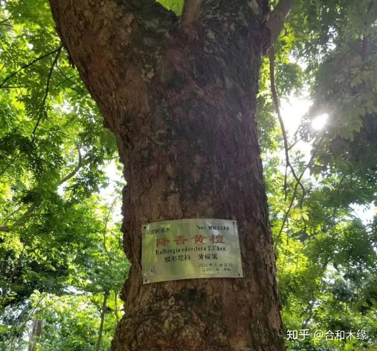 谈檀第七檀降香黄檀海南黄花梨