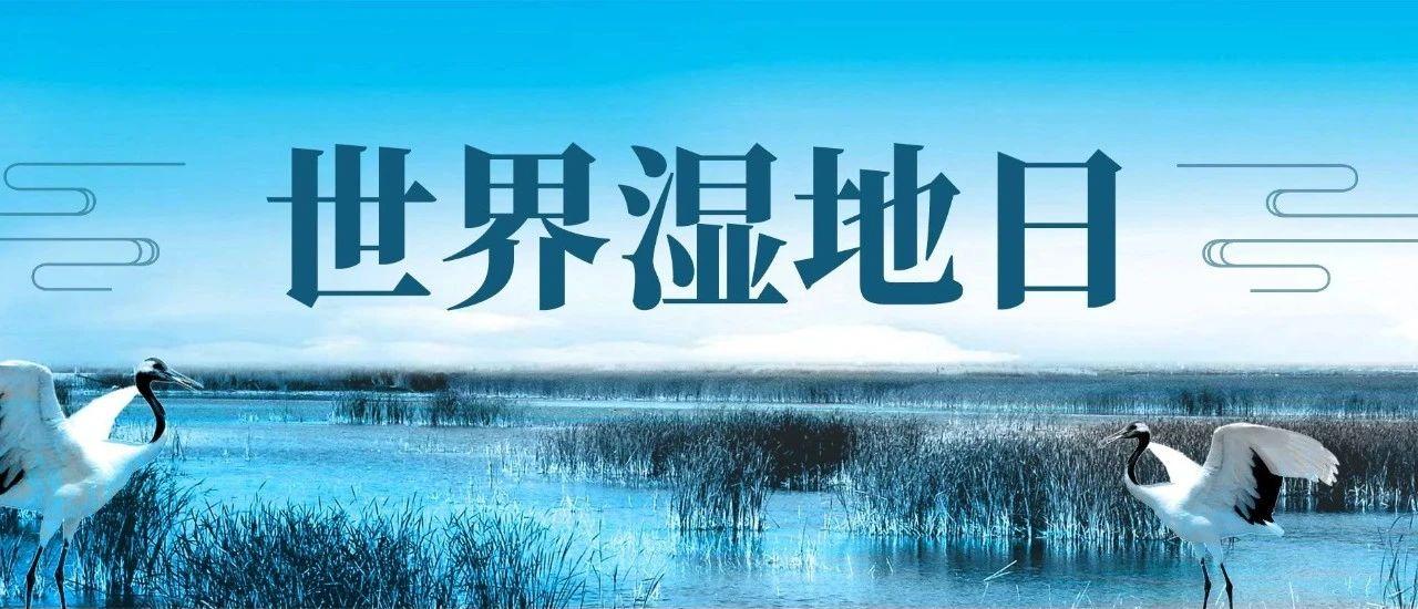 世界湿地日地球之肾生物之园